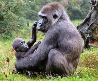 Ugandas Berg-Gorillas sind auf dieser geführten Gruppensafari zu sehen